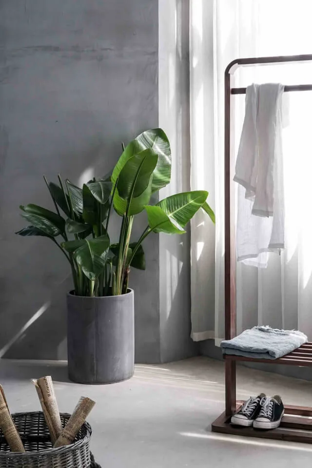 plants shop product gallery img 12 plants shop product gallery img 12