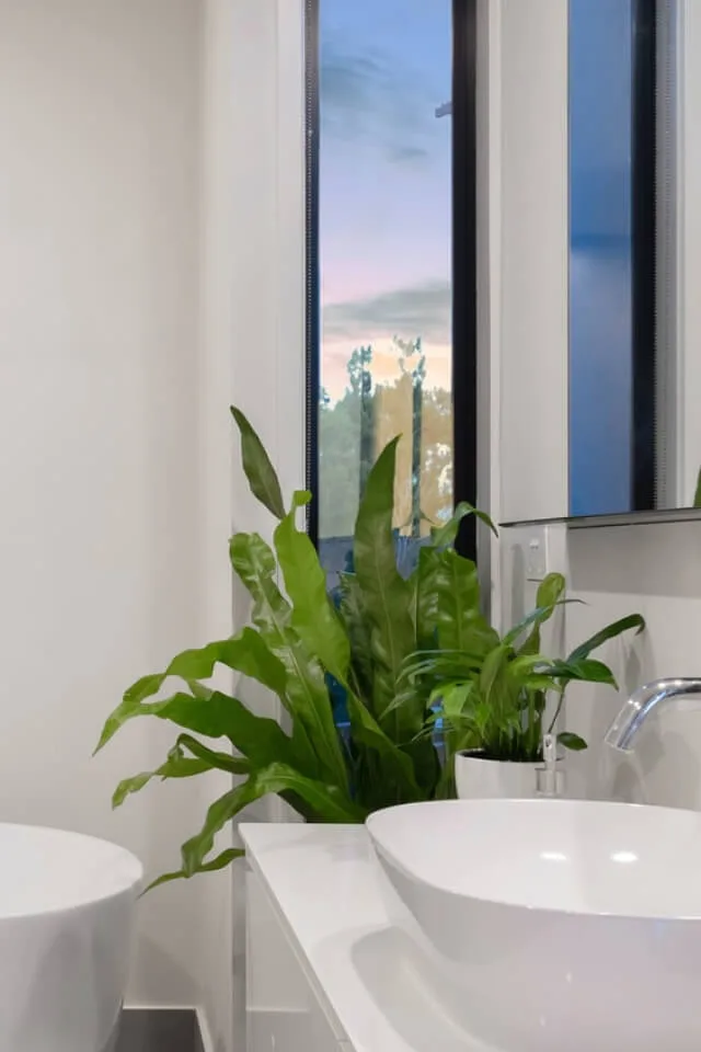 plants shop product gallery img 20 plants shop product gallery img 20