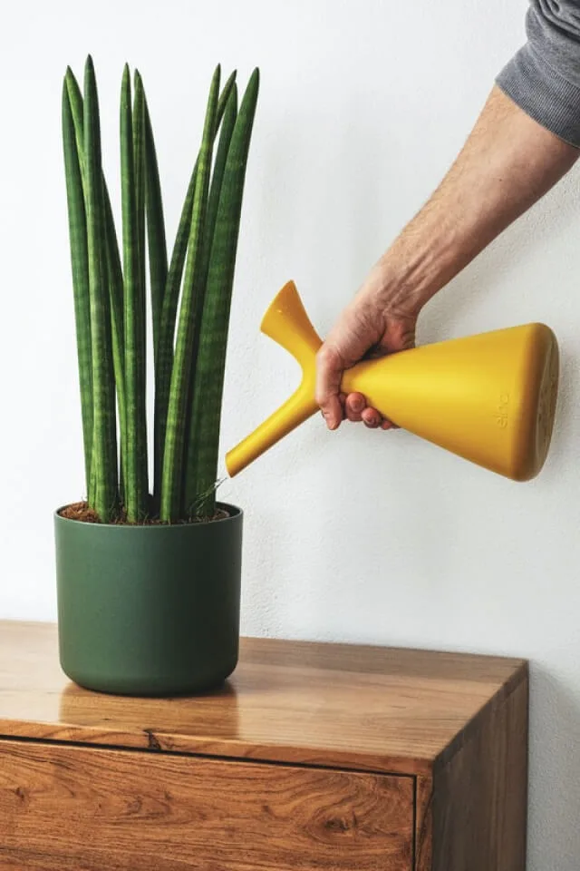 plants shop product gallery img 9 plants shop product gallery img 9